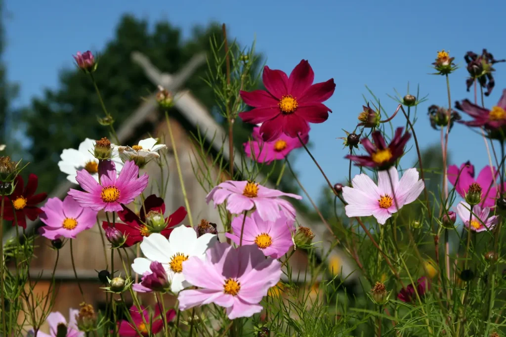 Rural Scenery with Cosmos Flowers