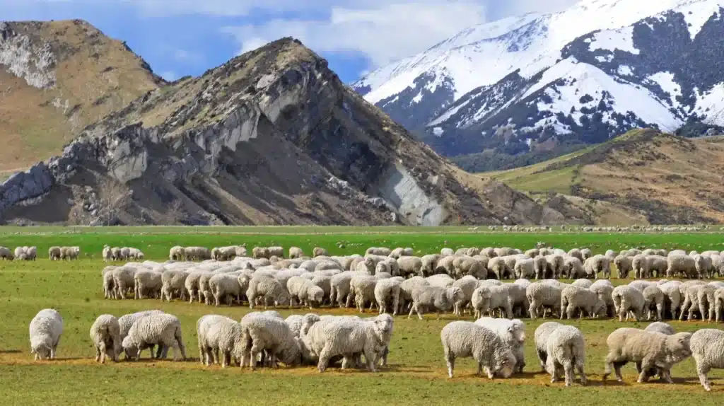 Sheep Farm Near Castle Hill, New Zealand