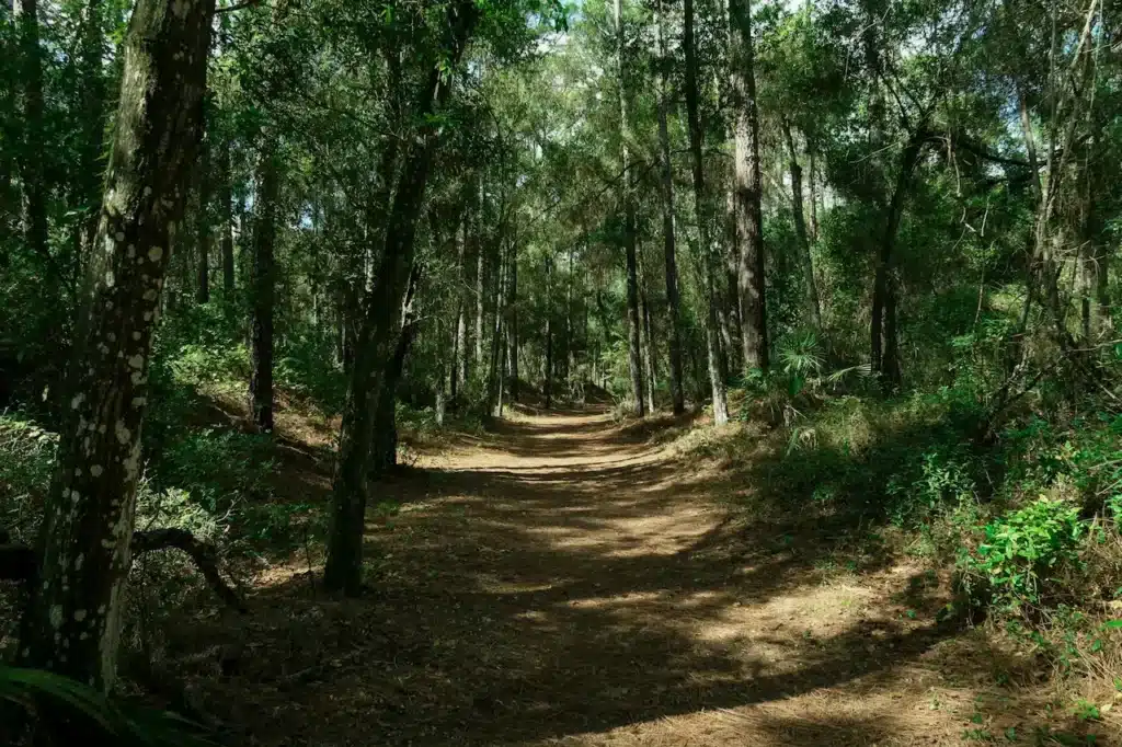 Trail in the Wild
