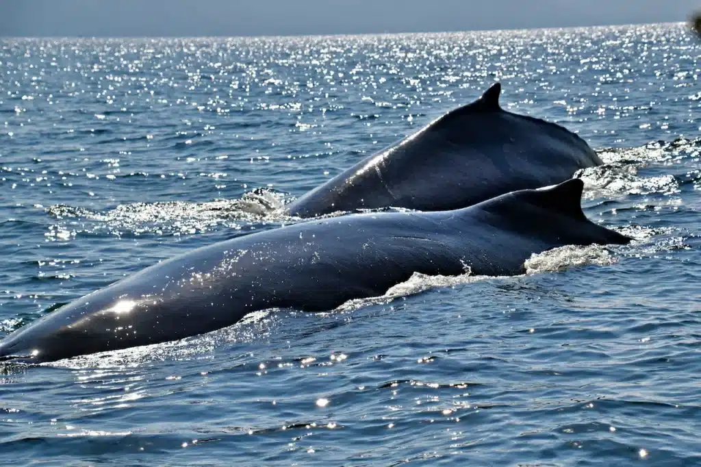 Two Whales Swimming Together To Find Food in the Ocean