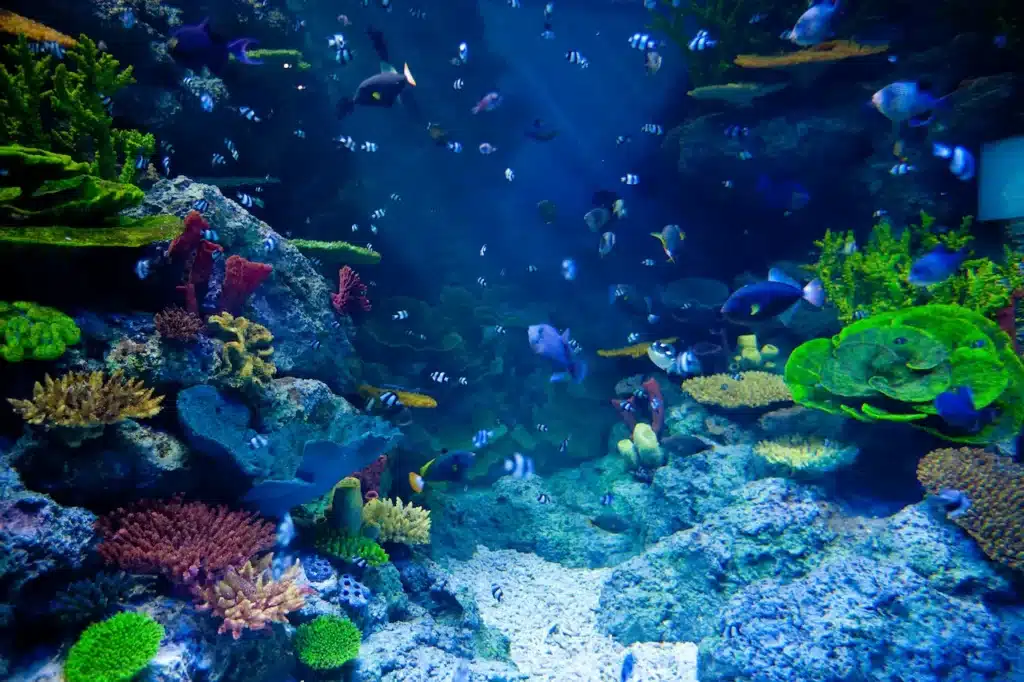 Underwater Animal Photography