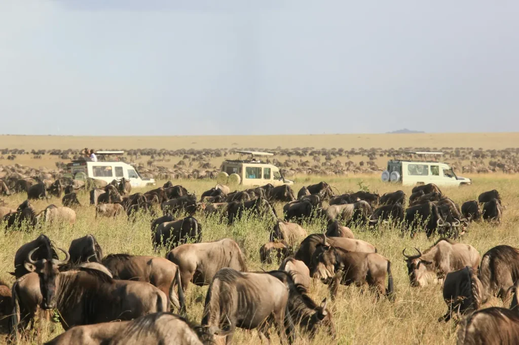 Wildebeest Great Migration 