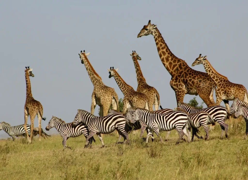 A Group of Zebra's and Giraffe's 