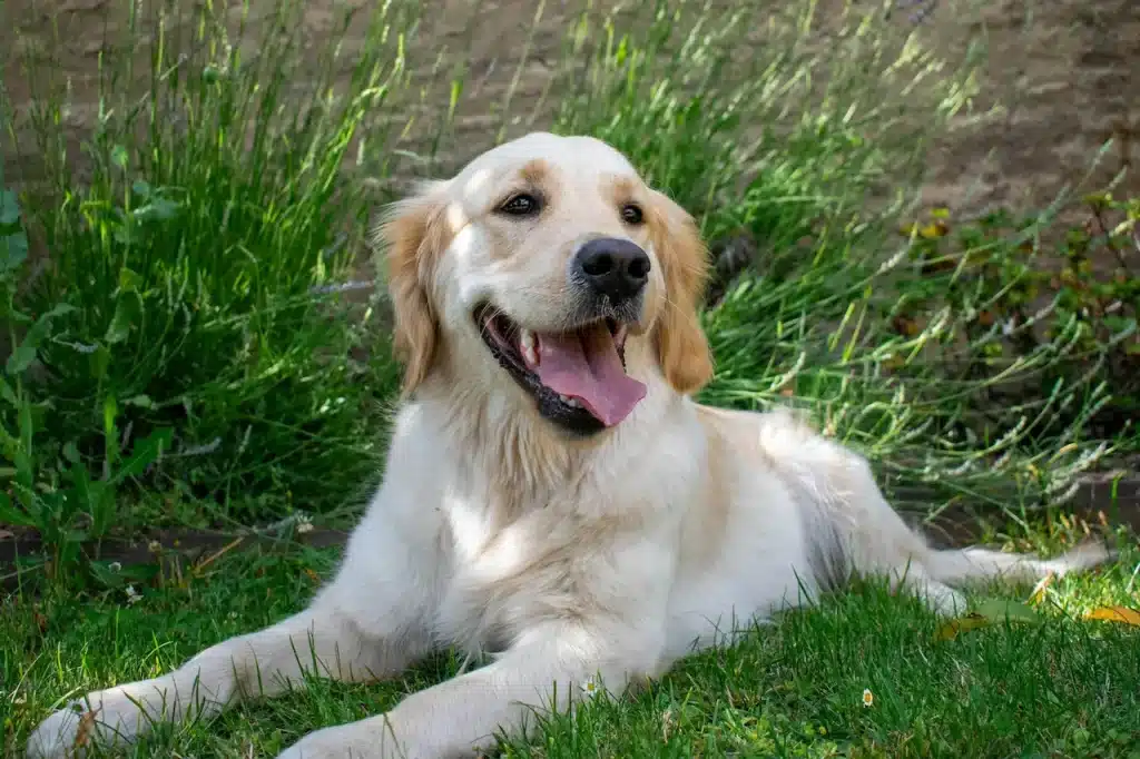 A Golden Retriever is Resting in the Garden 