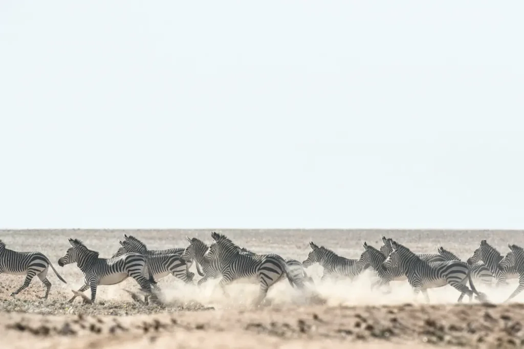 A Group of Mountain Zebra Running Together 