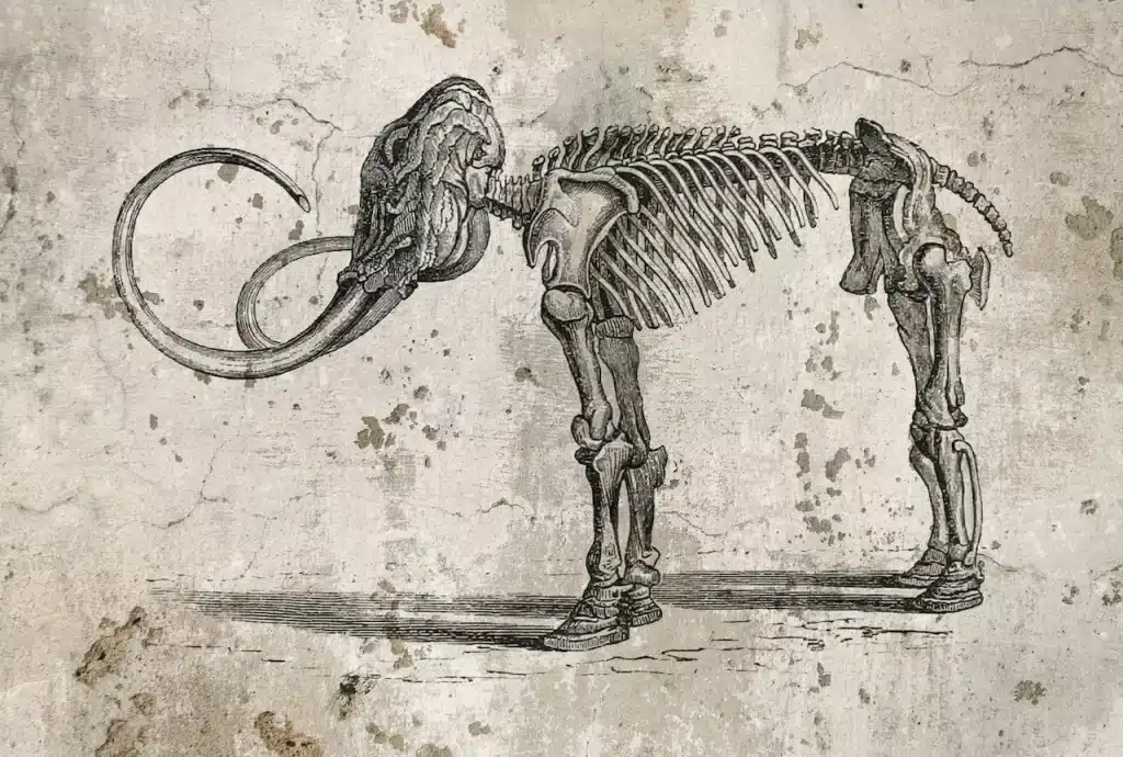 A Mural of a Mammoth Skeleton on a Concrete Wall 