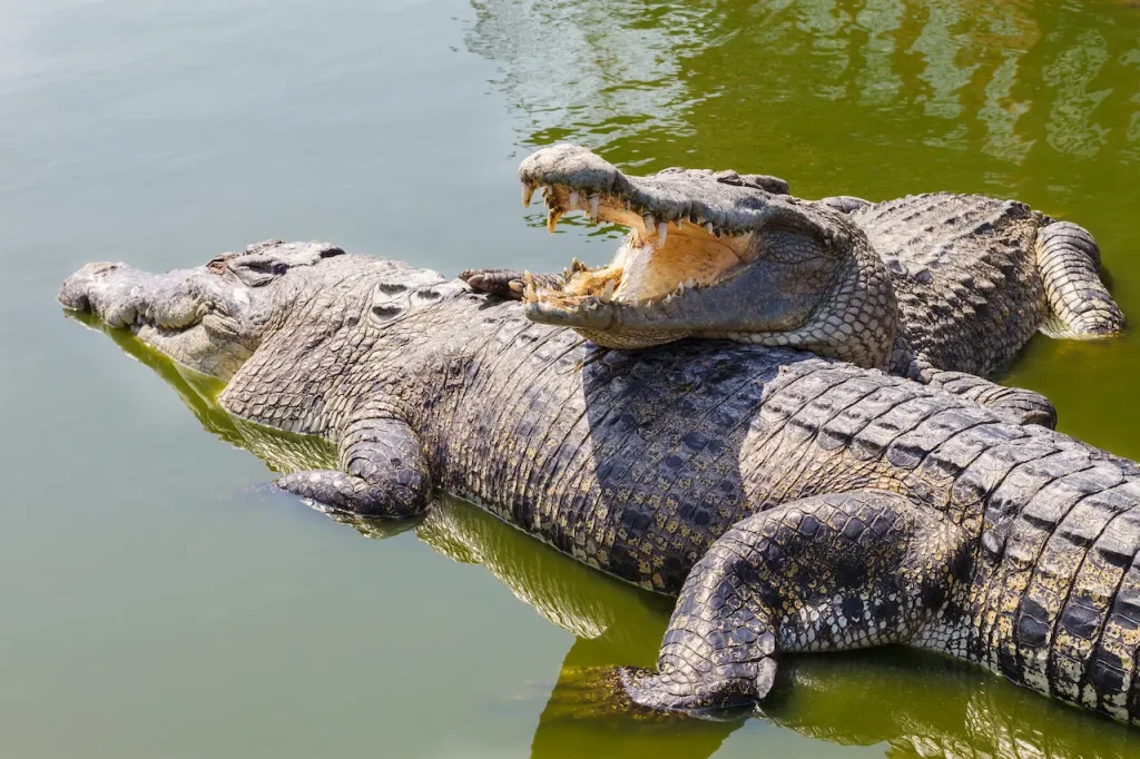 A Pair of Crocodiles Resting  in The Water