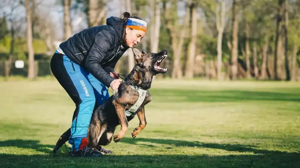 A woman training her German Shepherd dog 