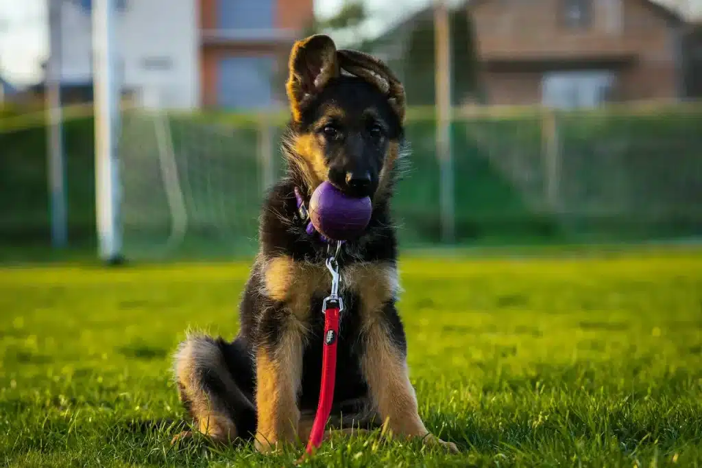 A young German Shepherd holding a ball in its mouth 