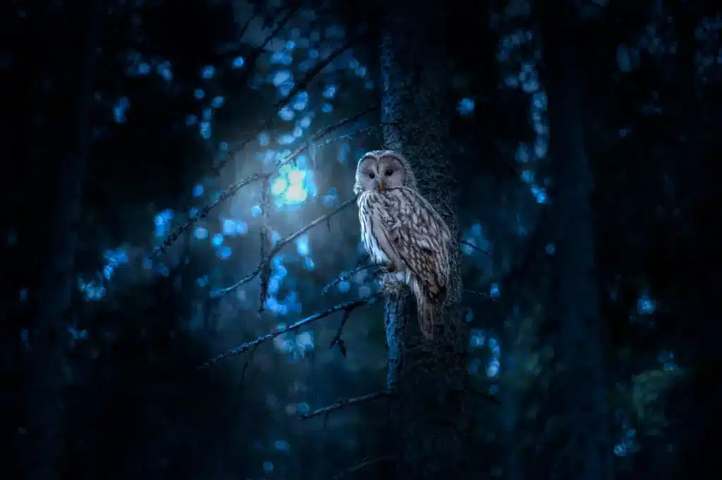 An Owl Perched on a Tree Branch in a Dark Forest