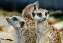 Baby Meerkats From Taronga Zoo
