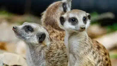 Baby Meerkats From Taronga Zoo
