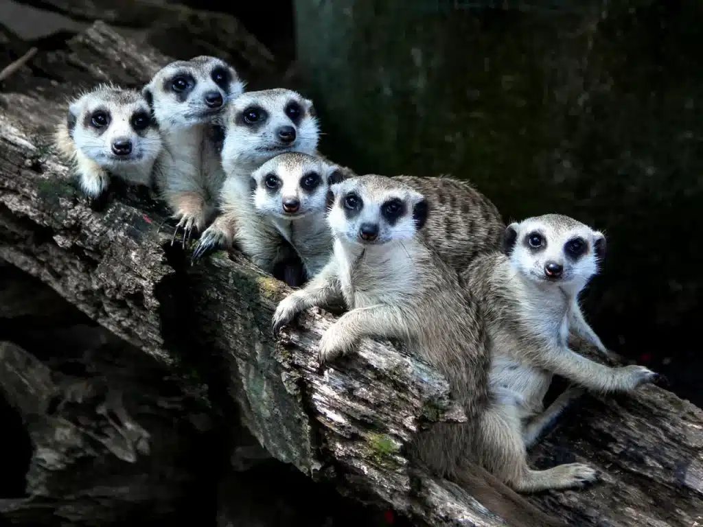 Baby Meerkats on a Tree Branch