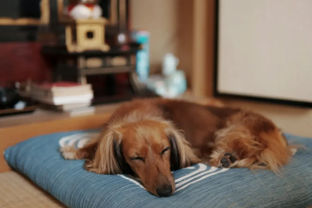 Cesar's Doggie Nightmares