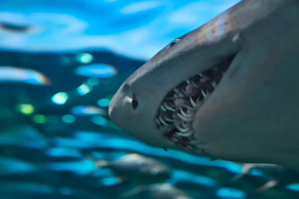 Close-up Image of Ragged-Tooth Shark