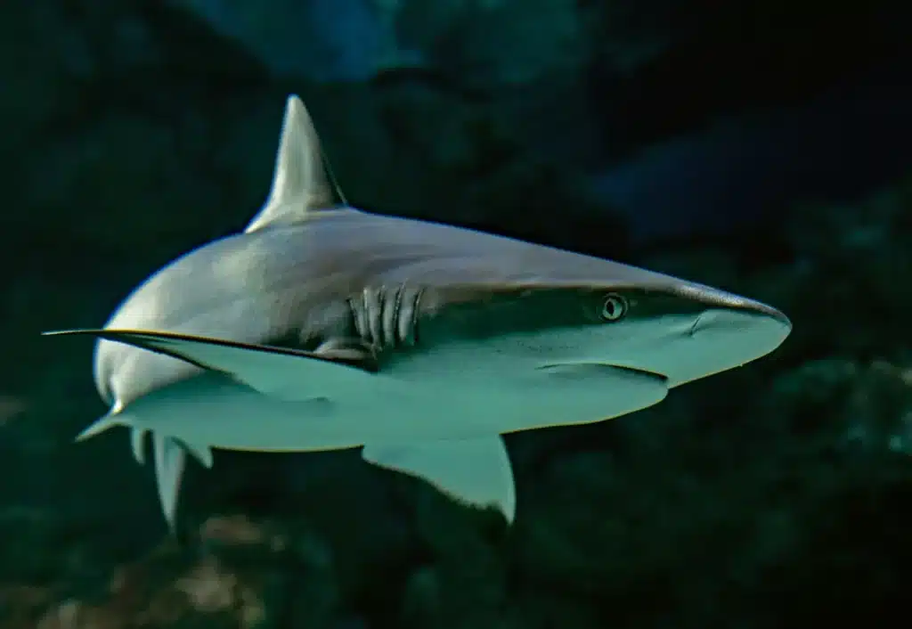 Close-up Image of Shark Underwater