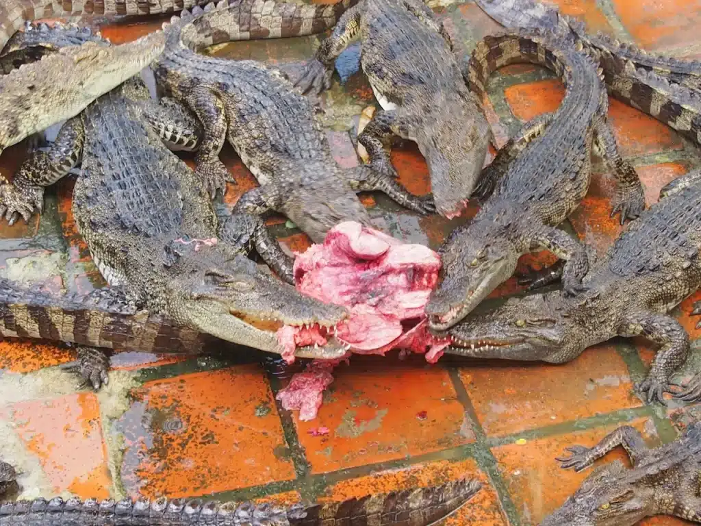 Crocodiles Eating a Piece of Meat 