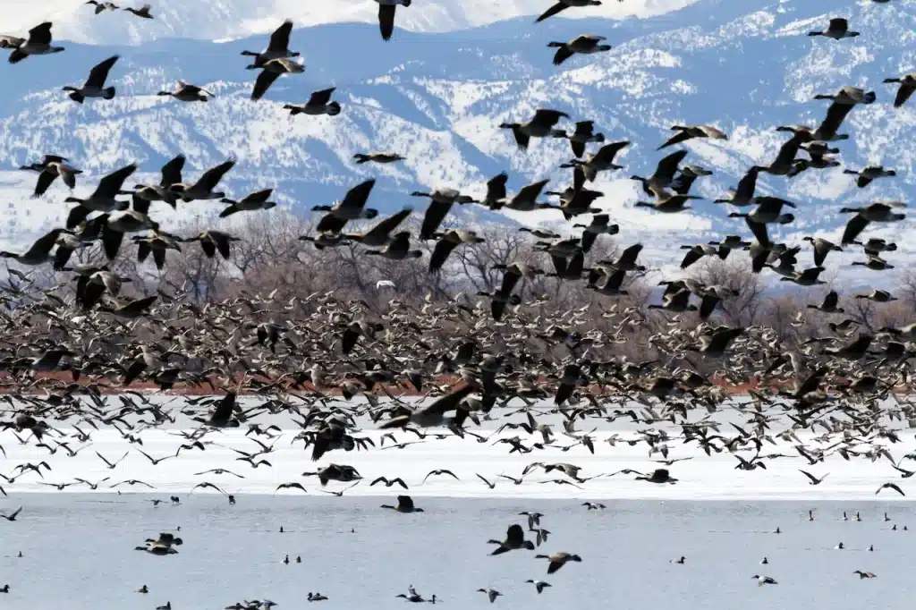 Flock Of Birds Migrating During the Winter Season