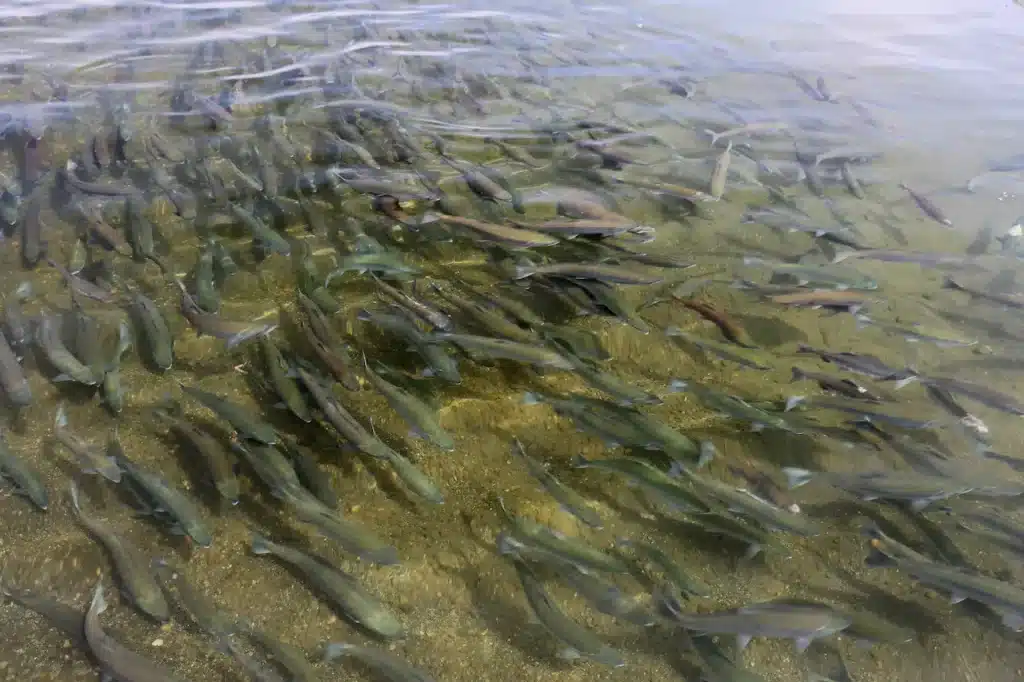 Group of Salmon Migrating to Brooks River 