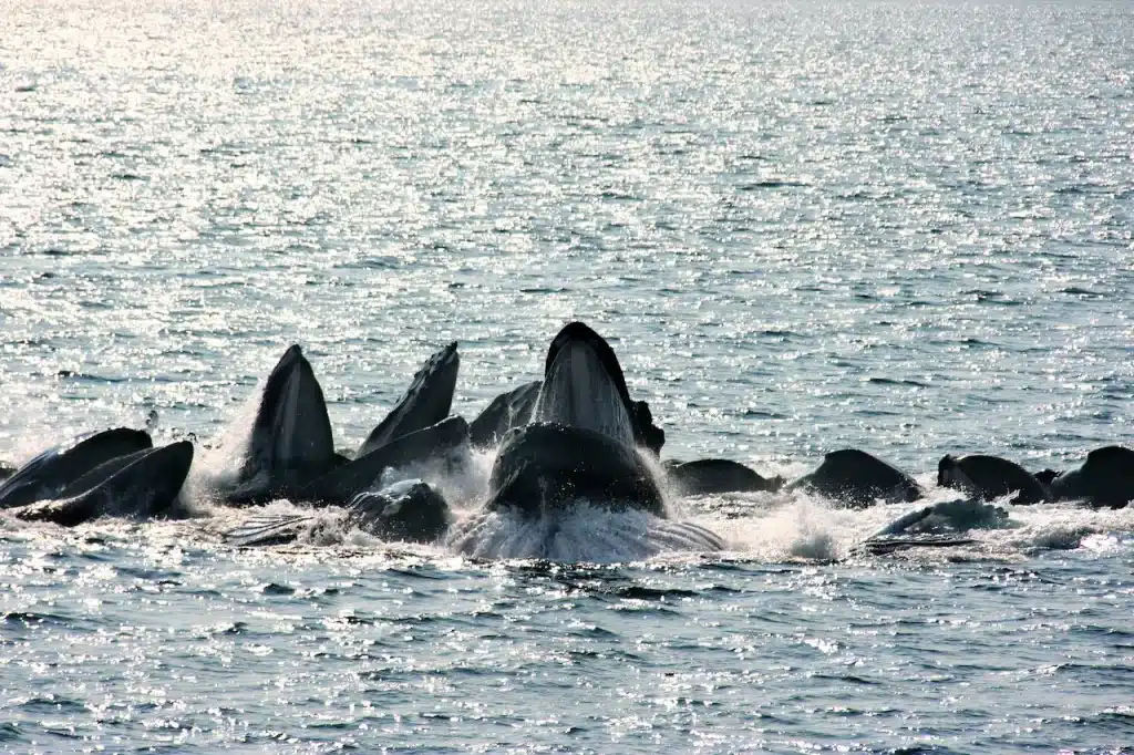 Humpback Whales Feeding in the Ocean 
