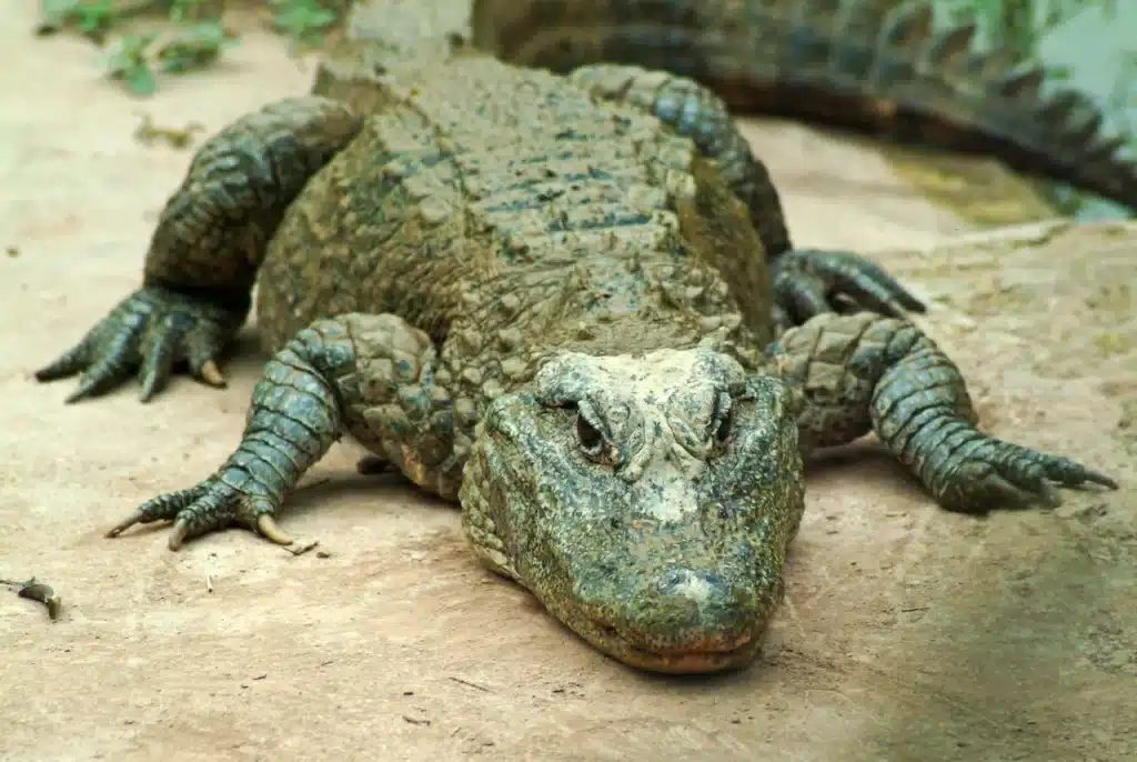 Inside the World of Wild Crocodiles