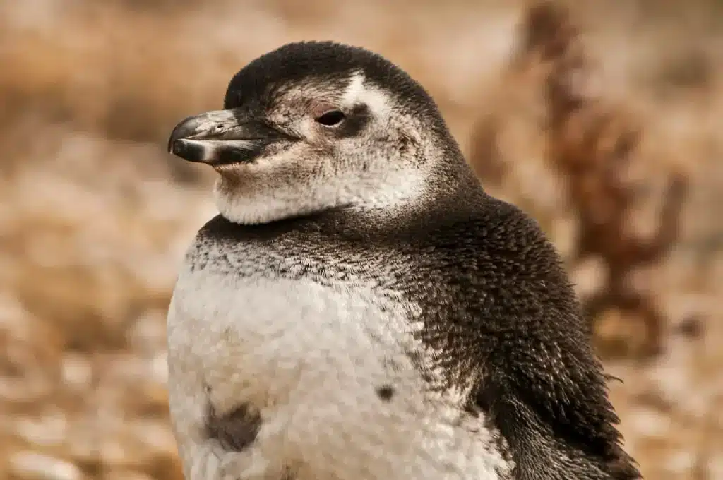 Little Penguin Resting on the side