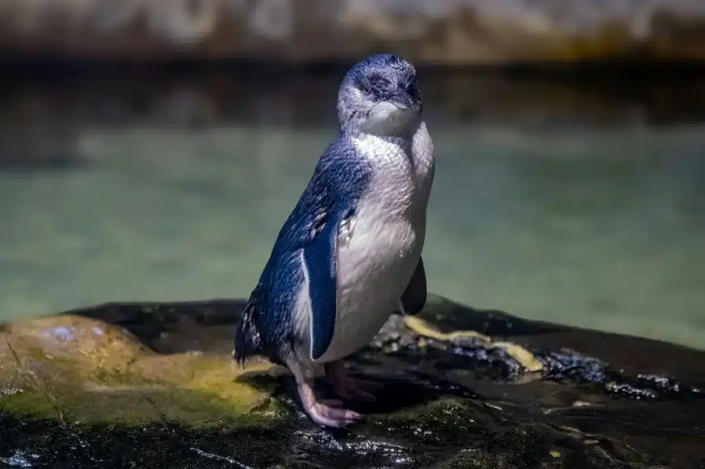 Little Penguin searching for food