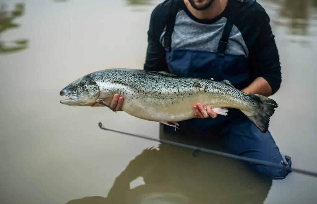 Monster Fish Australia