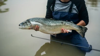 Monster Fish Australia
