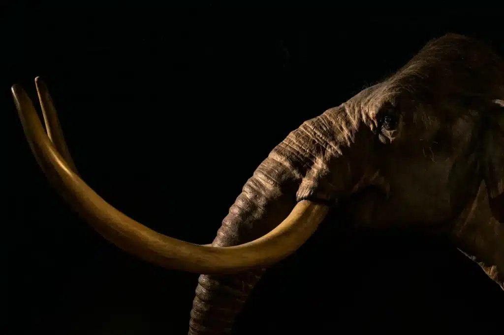 Steppe Mammoth at the Australian Museum 