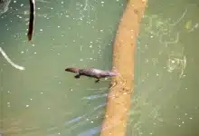 The Amazing Platypus