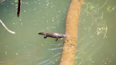 The Amazing Platypus