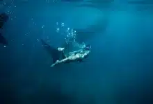 The Aussie Shark Girl