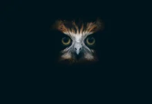 The Great Grey Owl