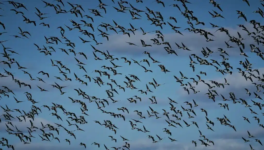 The Great Migrations