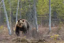 The Grizzly Cauldron
