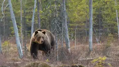 The Grizzly Cauldron