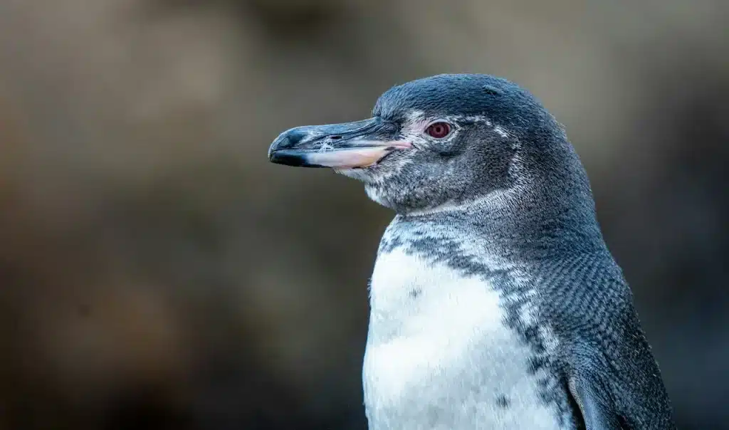 The Little Penguins of Australia