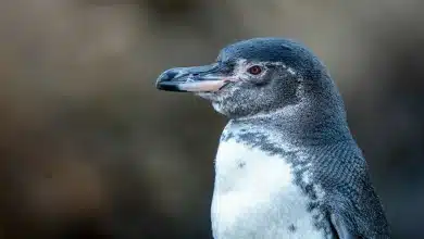 The Little Penguins of Australia