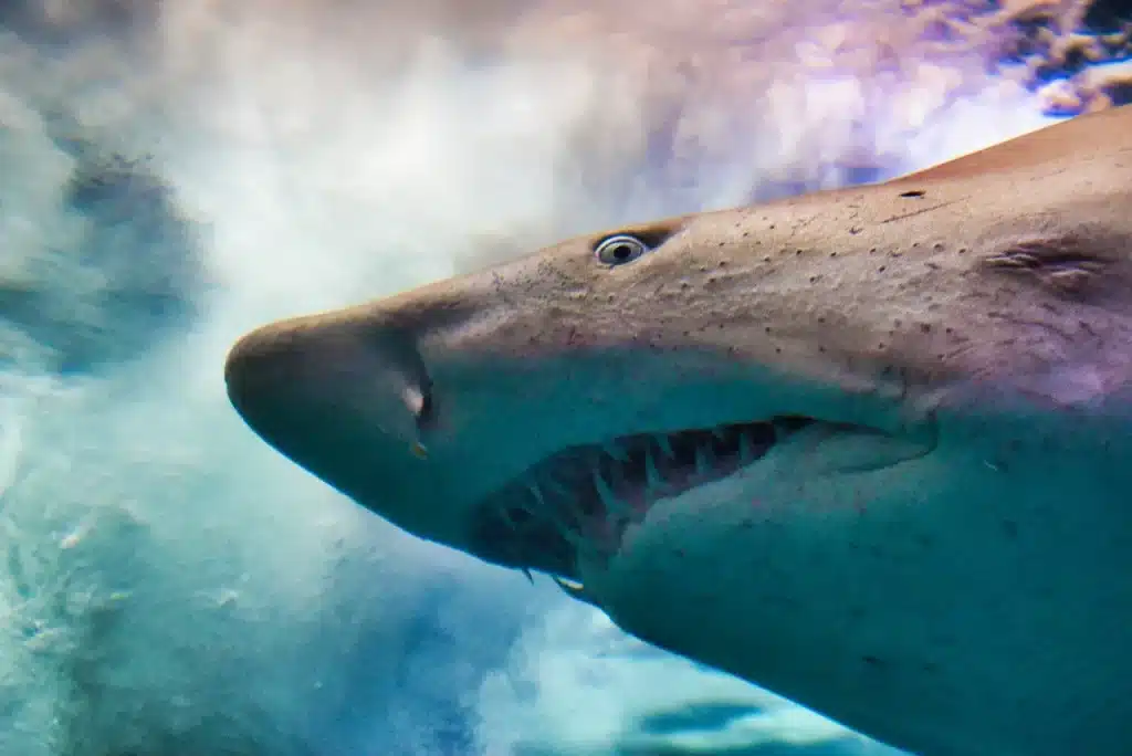 The Ragged-Tooth Shark in the Grand Aquarium