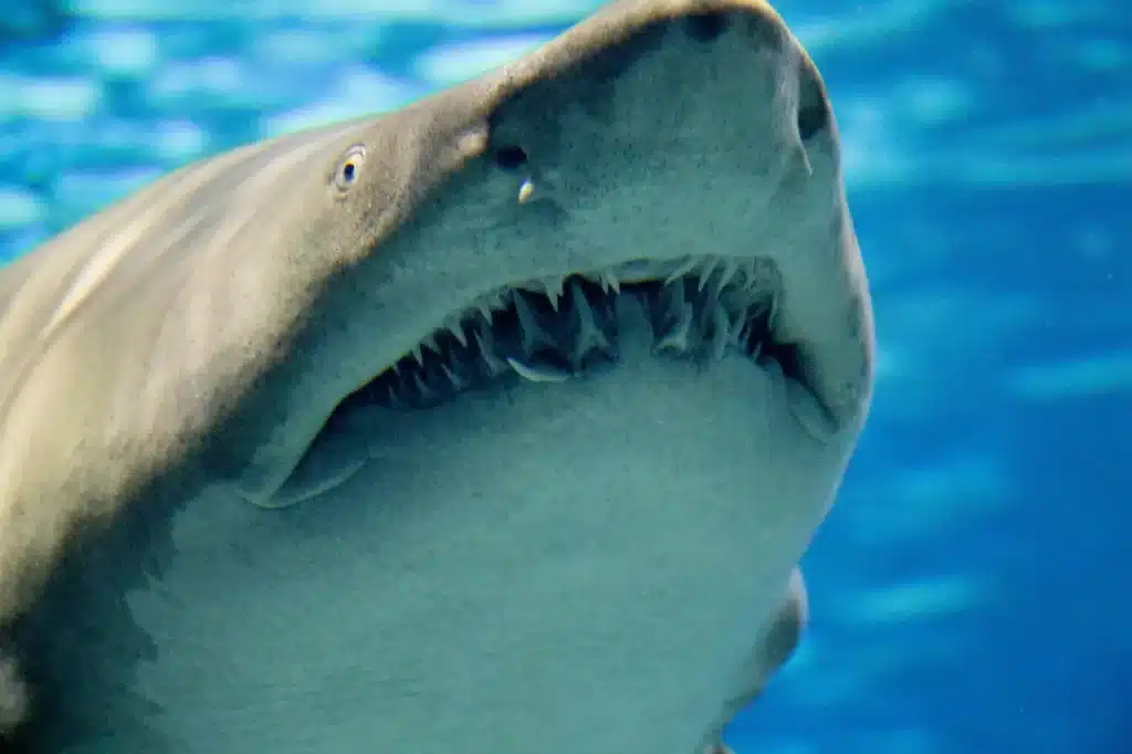 The Ragged-Tooth Sharks