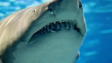 The Ragged-Tooth Sharks