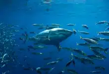 The Sharks of Lost Island