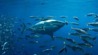 The Sharks of Lost Island