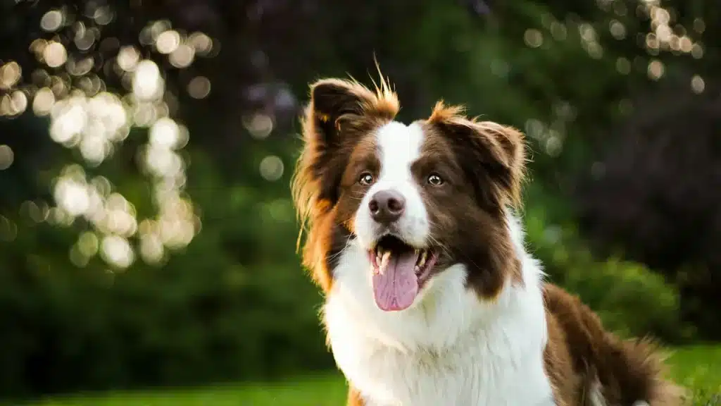 The World's Smartest Dogs And Their Talents 