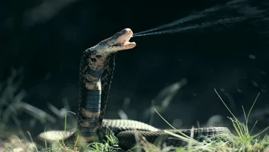 Venom Quest of Kenny and Zoltan