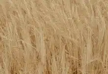 Wangaratta Hairy Panic Hell