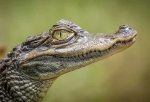 Amazing Facts About Crocodiles