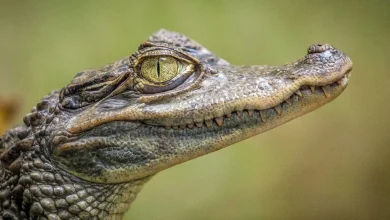 Amazing Facts About Crocodiles