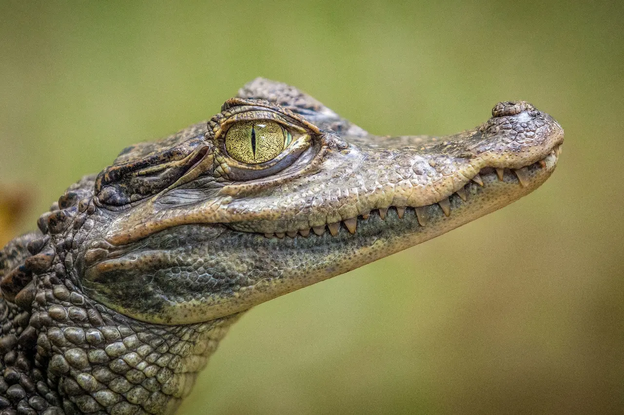 Amazing Facts About Crocodiles